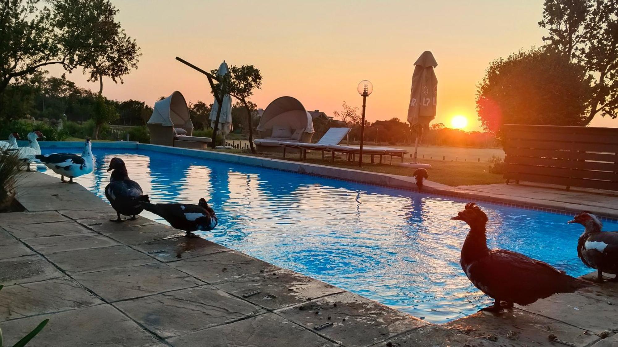 Riboville Boutique Hotel And Restaurant Midrand Εξωτερικό φωτογραφία